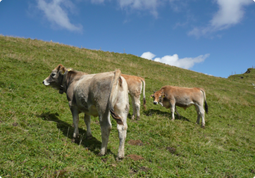 Grauspitze 2.599m